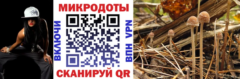 дарк нет формула  Балабаново  Псилоцибиновые грибы мицелий 